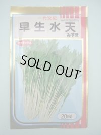 送料無料 みず菜 早生水天 20ml (株)サカタのタネ