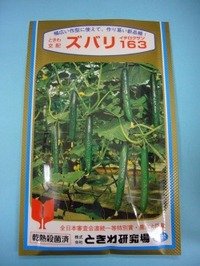 [キュウリ]　ズバリ163　350粒　（株）（株）ときわ研究場