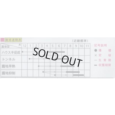 画像2: [トマト/ミニトマト]　ノエルトマト　18粒　（株）大和農園