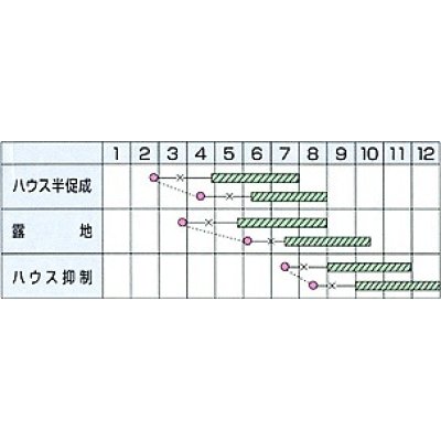 画像2: [キュウリ]　四川胡瓜　350粒　カネコ交配