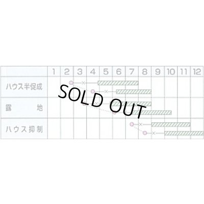 画像2: 送料無料　[キュウリ]　四川胡瓜　12粒　カネコ種苗（株）