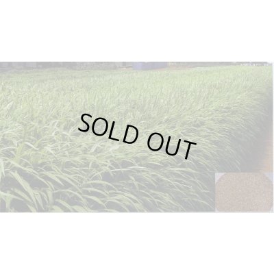 画像4: [緑肥]　ソイルクリーン　1kg　雪印種苗(株)