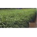画像4: [緑肥]　ソイルクリーン　1ｋｇ　雪印種苗（株）