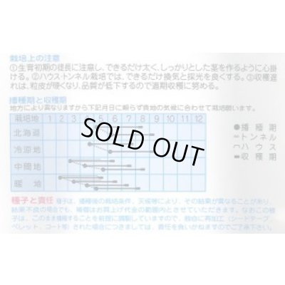 画像2: 送料無料　[とうもろこし]　味なコーン　200粒　(株)タカヤマシード