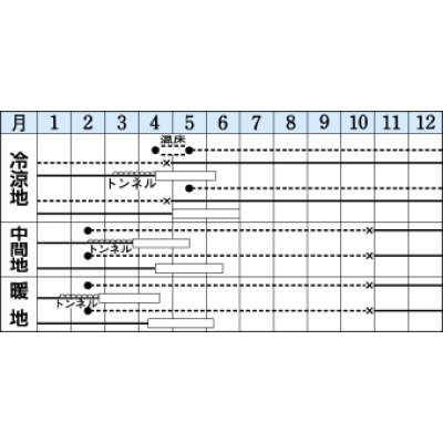 画像2: [その他]　アスパラガス　シャワー　1.2ｍｌ　タキイ種苗（株）　DF