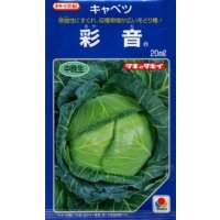 送料無料　[キャベツ]　彩音　2000粒　タキイ種苗(株)