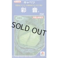 送料無料　[キャベツ]　彩音　2000粒　タキイ種苗(株)