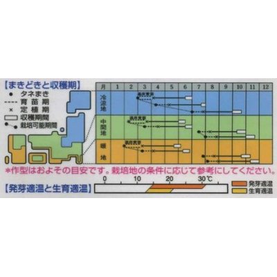 画像2: [キャベツ]　彩里　2000粒　タキイ種苗（株）