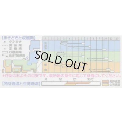 画像2: [キャベツ] 彩里 2000粒 タキイ種苗(株)