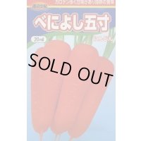 送料無料　[人参]　べによし五寸　20ml　渡辺農事（株）