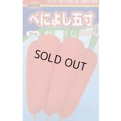 画像1: 送料無料　[人参]　べによし五寸　20ml　渡辺農事（株）