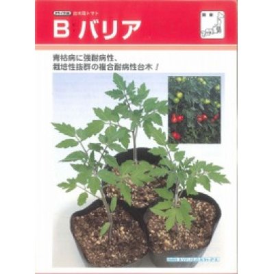 画像2: [台木/トマト用]　送料無料！　Bバリア　1000粒　（トマト用）　タキイ種苗（株）