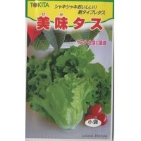 [レタス]　美味タス　2ml（およそ700粒）　トキタ種苗（株）