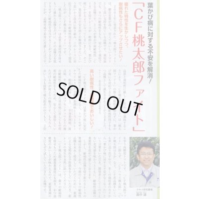 画像7: 送料無料　[トマト/桃太郎系]　CF桃太郎ファイト　1000粒　貴種(コートしてません)　タキイ種苗(株)