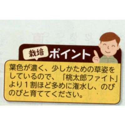 画像6: 送料無料 [トマト/桃太郎系] CF桃太郎ファイト 1000粒 貴種(コートしてません) タキイ種苗(株)