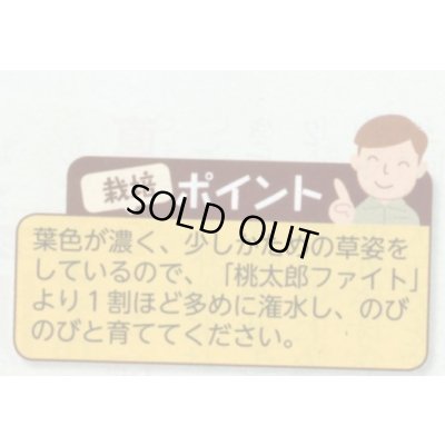 画像6: 送料無料　[トマト/桃太郎系]　CF桃太郎ファイト　1000粒　貴種(コートしてません)　タキイ種苗(株)