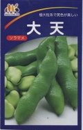 送料無料　[そら豆]　大天　23粒　ヴィルモランみかど（株）