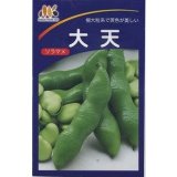送料無料　[そら豆]　大天　23粒　ヴィルモランみかど（株）