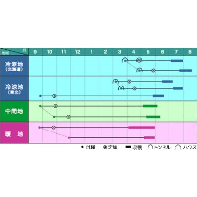 画像2: 送料無料　[そら豆]　大天　23粒　ヴィルモランみかど（株）