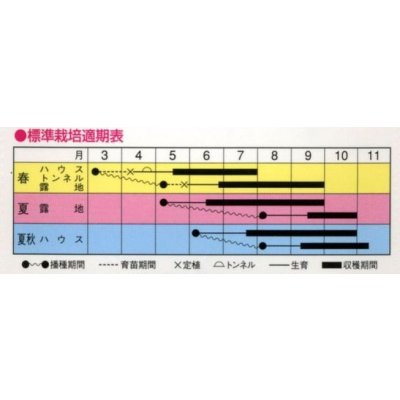 画像2: 送料無料　[キュウリ]　枝成り王子　400粒　埼玉原種育成会