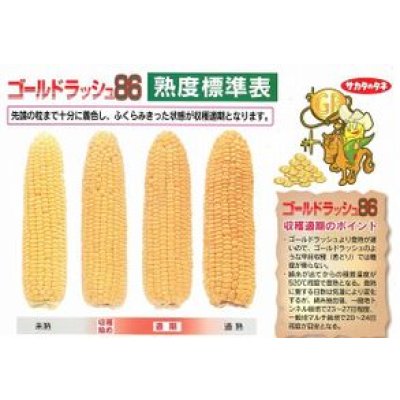 画像3: 送料無料 [とうもろこし] ゴールドラッシュ86 200粒 (株)サカタのタネ