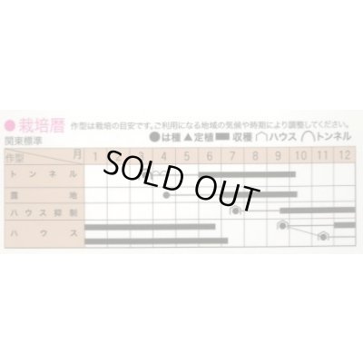 画像2: 送料無料　[オクラ]　グリーンジュエリー　1000粒　トキタ種苗(株)