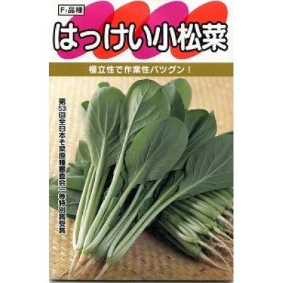 画像2: [シーダー種子]　小松菜　はっけい　1粒×5cm間隔