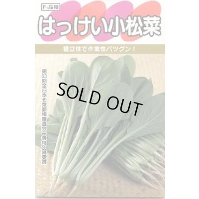 画像2: [シーダー種子]　小松菜　はっけい　1粒×5cm間隔