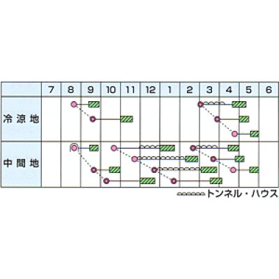 画像3: [ほうれんそう]　ハンター　Mサイズ　3万粒　カネコ種苗（株）