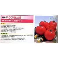 送料無料　[トマト/桃太郎系]　ハウス桃太郎　1000粒　	2L　ペレット種子　タキイ種苗(株)