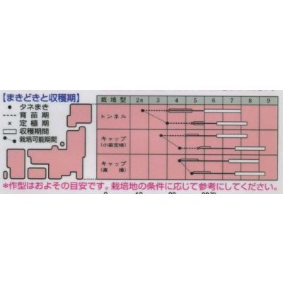 画像2: 送料無料　[瓜類]　姫とうがん　100粒　タキイ種苗(株)