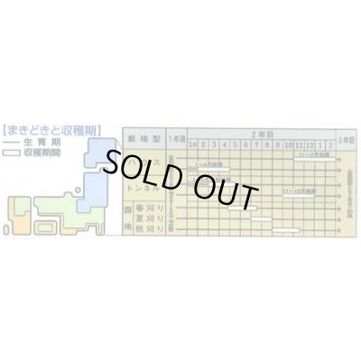 画像2: にら 広巾にら 13ml タキイ種苗 GF