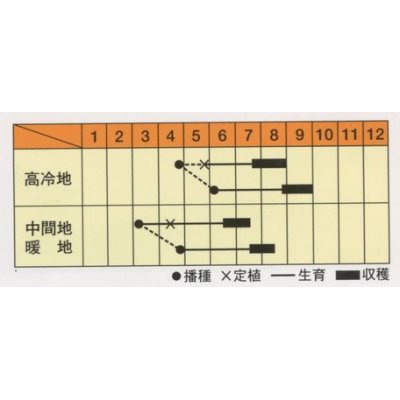 画像3: [葉物]　赤しそ　芳香うら赤しそ　5ｍｌ　松永種苗（株）