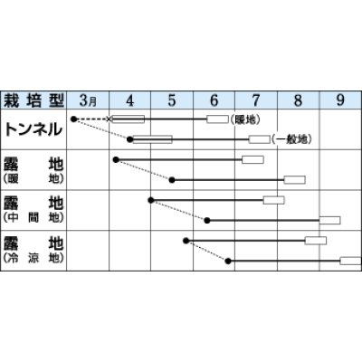 画像2: [枝豆]　福成　　1L　タキイ種苗（株）