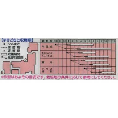 画像2: [とうがらし]　伏見甘長　180粒　　タキイ種苗（株）　GF　