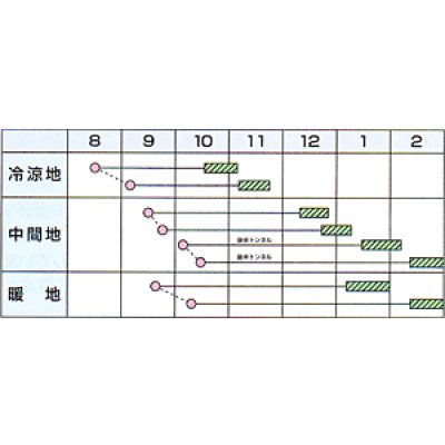 画像2: [大根] 冬の浦総太り 5ml カネコ種苗（株）