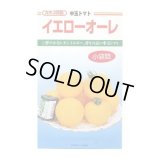 送料無料　[トマト/中玉トマト]　イエローオーレ　14粒　カネコ種苗（株）