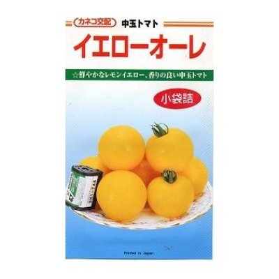 画像1: [トマト/中玉トマト]　イエローオーレ　14粒　カネコ交配