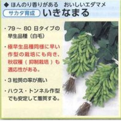 画像4: [枝豆]　いきなまる　約40粒　（株）サカタのタネ　　実咲300