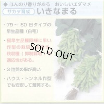 画像4: 送料無料　[枝豆]　いきなまる　約40粒　(株)サカタのタネ　実咲350　（003157）　　　　　　　　　　　　　　　　　　　　　　　　　　　　　　　　　　　　