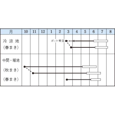 画像2: [えんどう]　ジャッキー　18ml　タキイのタネ　GF　