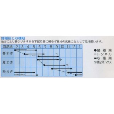 画像2: [牛蒡]　香りのよいサラダごぼう　5ｍｌ　（株）タカヤマシード