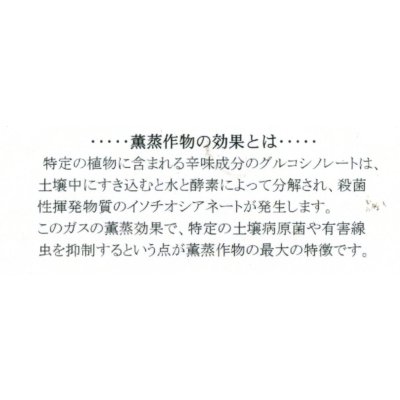 画像5: [緑肥]　チャガラシ　辛神　500g　雪印種苗(株)