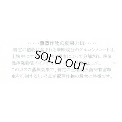 画像5: [緑肥] チャガラシ 辛神 500g 雪印種苗(株)