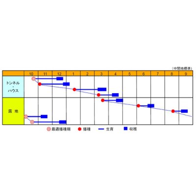 画像2: 送料無料　[小松菜]　かつしか　20ml　渡辺農事（株）