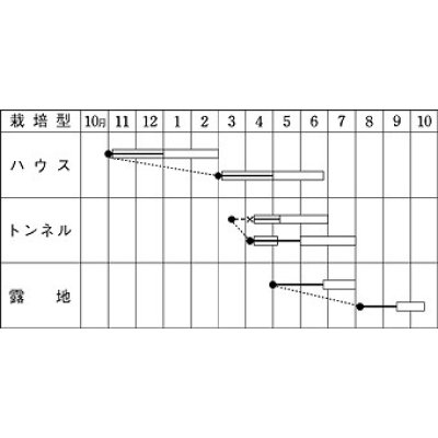 画像3: [いんげん]　ケンタッキー101（2024年5％増量）　1dl　タキイ種苗