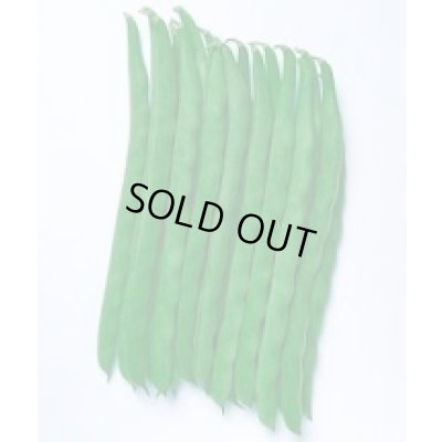 画像2: 送料無料 [いんげん] ケンタッキー101 1dl タキイ種苗