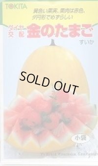 送料無料　[スイカ]　小玉スイカ　金のたまご　100粒　トキタ種苗(株)