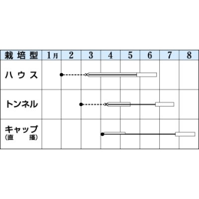 画像3: [瓜類]　マクワ　金太郎　60粒　タキイ種苗（株）　DF