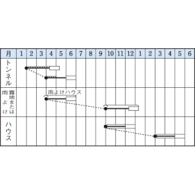 画像2: [ねぎ]　小春　15ml　タキイ種苗（株）　GF